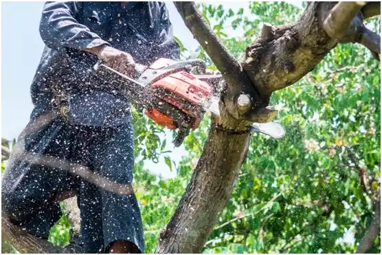 tree services Wauwatosa